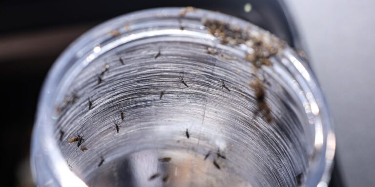 Ministério da Saúde intensificará mobilização contra dengue no Brasil