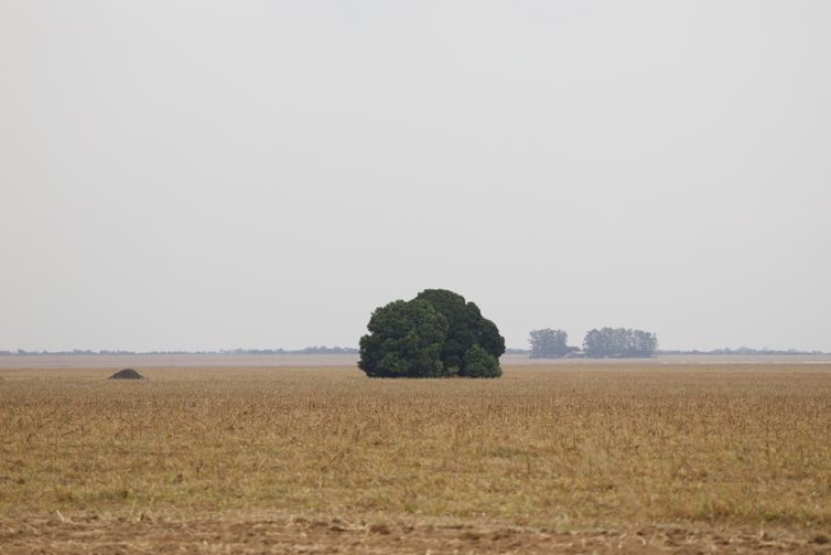 Balsas (MA), 09/10/2025 – Vista de fazendas de cultivo de soja ao longo da rodovia MA-007. Foto: Fernando Frazão/Agência Brasil