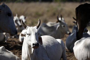 Balsas (MA), 10/10/2025 – Criação de gado em fazenda na comunidade São Pedro, nos Gerais de Balsas. Foto: Fernando Frazão/Agência Brasil