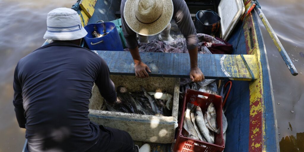 Pesquisadores encontram mercúrio em peixes da Baía de Guanabara