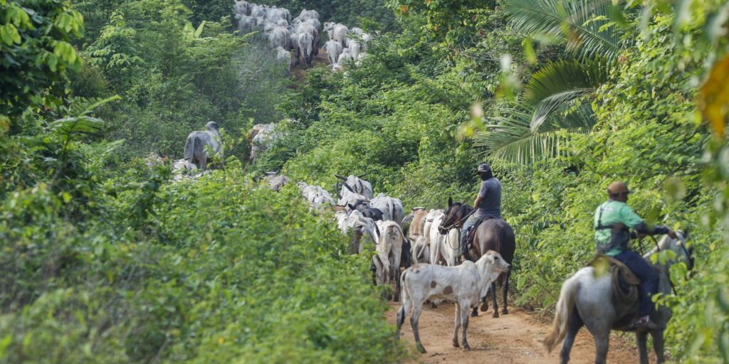 Vaqueiro contratado pelo Ibama é morto em terra indígena no Pará