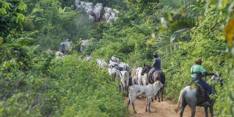 Vaqueiro contratado pelo Ibama é morto em terra indígena no Pará