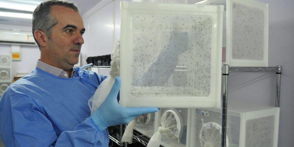 Brasileiro criador do "Aedes" que bloqueia dengue é eleito pela Nature