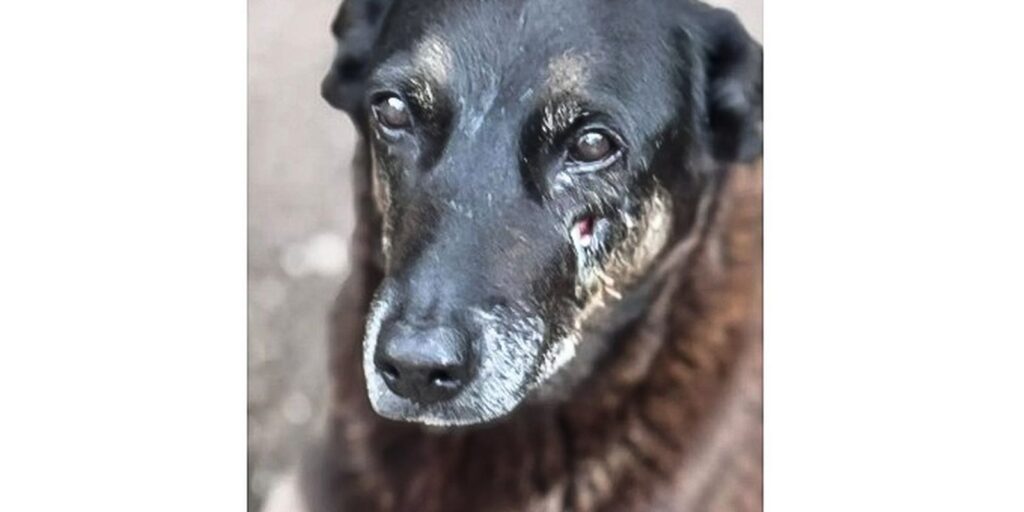 Caso Orelha: o que se sabe até agora sobre a morte do cão em SC