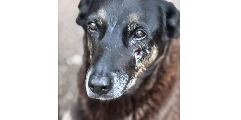 Hospital veterinário municipal passa a funcionar 24 horas em São Paulo