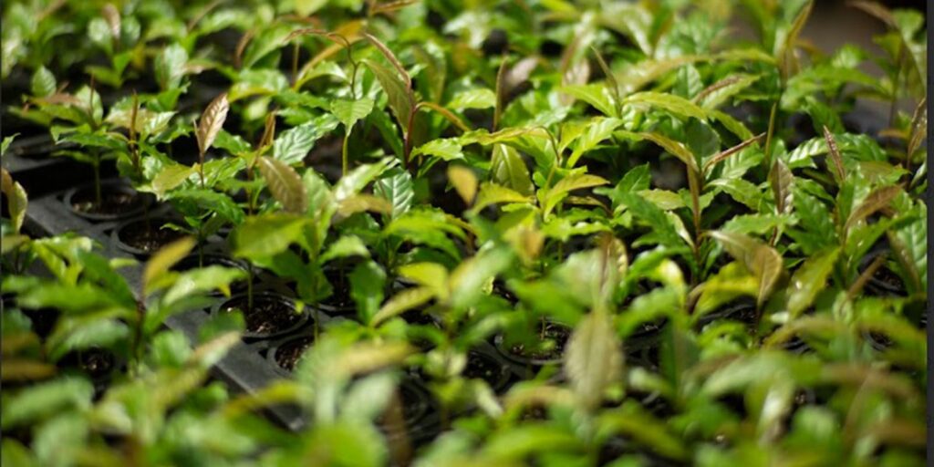 Mata Atlântica: de bioma devastado a exemplo de restauração florestal