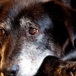 Rio ganha Núcleo de Proteção e Defesa dos Animais