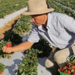 Agricultores com perda de produção começam a receber o Garantia-Safra