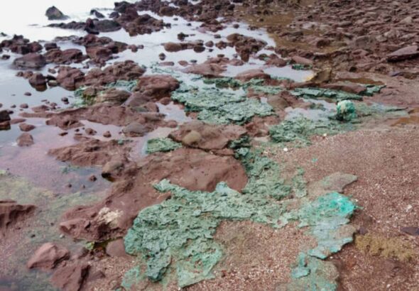 Rochas de plástico chegam a ninhos de tartarugas em ilha brasileira