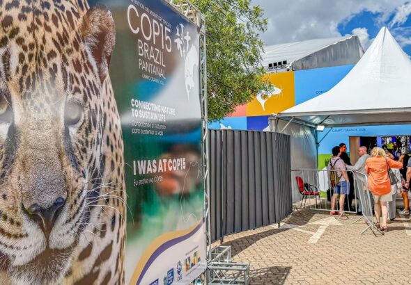 Conheça mais sobre a convenção para proteger espécies migratórias