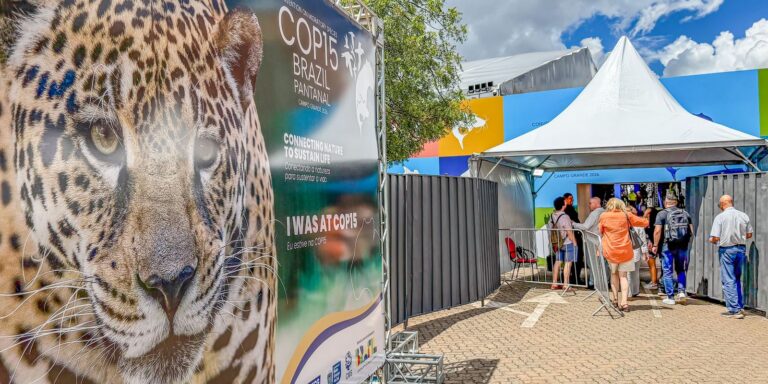 Conheça mais sobre a convenção para proteger espécies migratórias