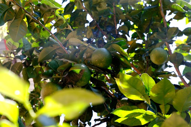 Rio de Janeiro (RJ), 26/03/2026 - Pé de limão no alto do morro do Salgueiro. Hortas agroecológicas e ancestrais no Morro do Salgueiro, zona norte da cidade. Foto: Tânia Rêgo/Agência Brasil