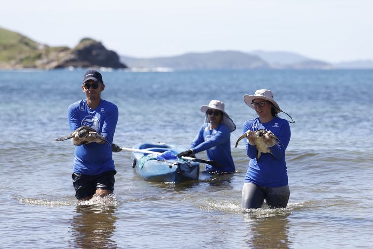 Arraial do Cabo (RJ), 14/04/2026 – Pesquisadores do Projeto Costão Rochoso fazem captura de tartaruga-verde (Chelonia mydas) para monitoramento da espécie com triagem e exames na Praia do Pontal, na Reserva Extrativista (RESEX) Marinha do Arraial do Cabo. Foto: Fernando Frazão/Agência Brasil