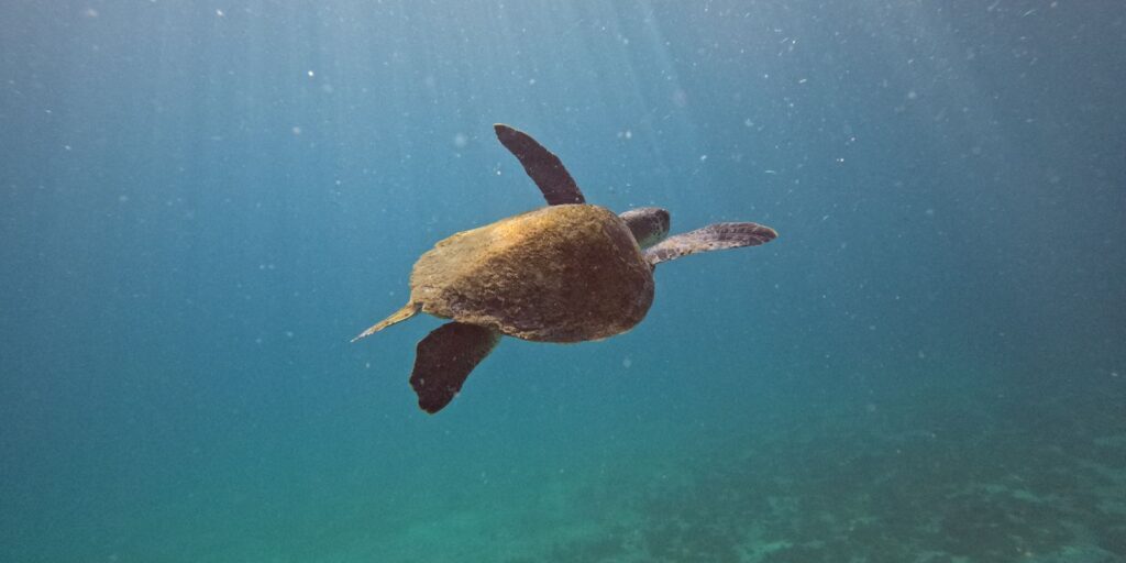 Pesquisa quer descobrir de onde vêm tartarugas que vivem em Arraial