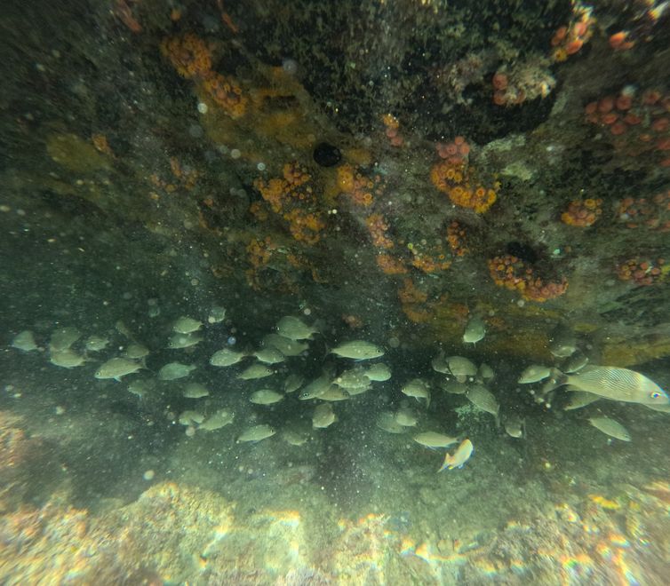 Arraial do Cabo (RJ), 14/04/2026 – Cardume de peixes e coral-sol (T. coccinea) sob o costão rochoso na Praia do Forno, na Reserva Extrativista (RESEX) Marinha do Arraial do Cabo. Foto: Fernando Frazão/Agência Brasil