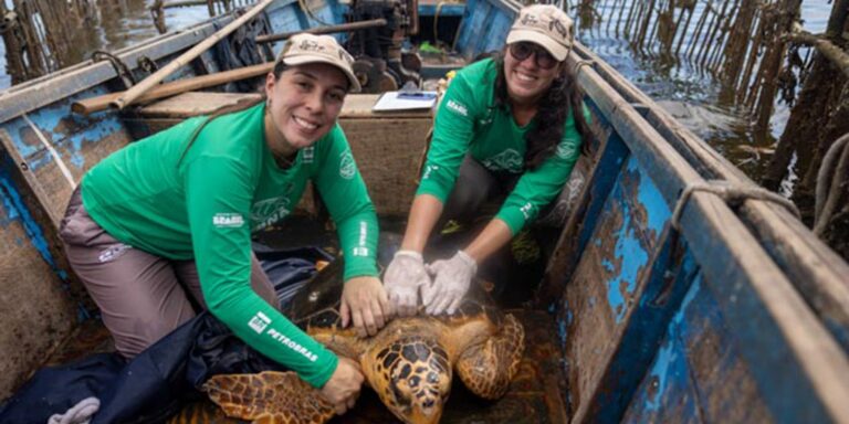 Tartarugas-cabeçudas reaparecem na  Baía de Guanabara