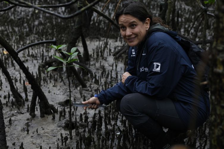 Paranaguá (PR), 18/05/2026 – A pesquisadora Cassiana Metri, do Programa de Recuperação da Biodiversidade Marinha (Rebimar), faz monitoramento do manguezal na Baía de Paranaguá, área da Grande Reserva da Mata Atlêntica. Foto: Fernando Frazão/Agência Brasil
