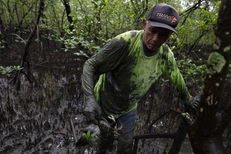 Paranaguá (PR), 18/05/2026 – O pescador Antônio Souza captura caranguejos-uçá (Ucides cordatus) no manguezal da Baía de Paranaguá, área monitorada pelo Programa de Recuperação da Biodiversidade Marinha (Rebimar). Foto: Fernando Frazão/Agência Brasil