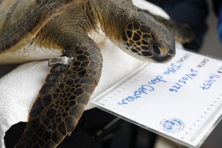 Paranaguá (PR), 19/05/2026 – A pesquisadora Camila Domit conduz monitoramento de tartarugas-verde (Chelonia mydas) pelo Programa de Recuperação da Biodiversidade Marinha (Rebimar), na Ilha das Cobras. Foto: Fernando Frazão/Agência Brasil