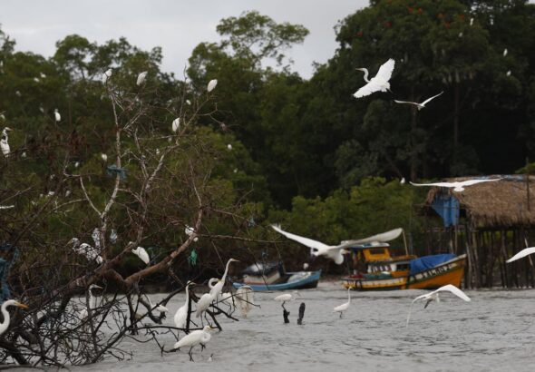 Amazônia Soberana: programa vai combater crimes em áreas de fronteira