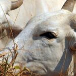 União Europeia veta compra de carne brasileira a partir de setembro