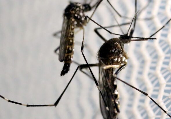 Estado de SP confirma mais duas mortes por febre amarela