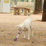 Lei torna crime exercício ilegal da medicina veterinária 