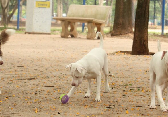Lei torna crime exercício ilegal da medicina veterinária 