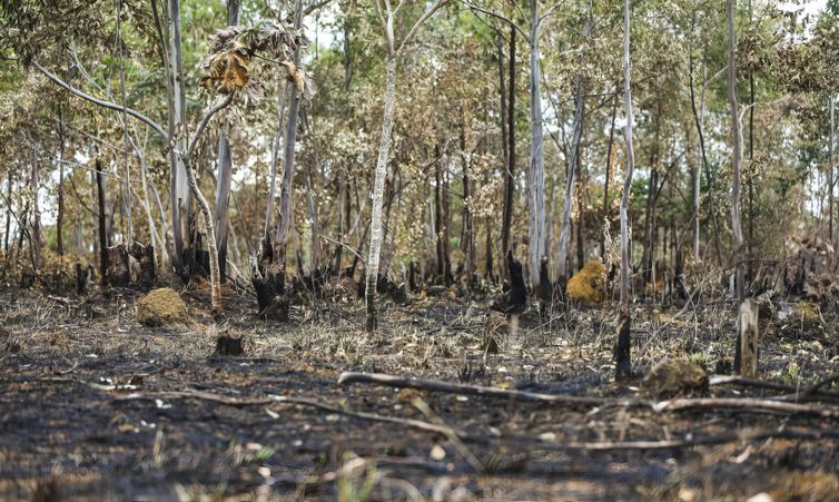 Alto Paraíso (GO) -  Queimadas em área de cerrado do município de Alto Paraíso . Foto: Marcelo Camargo/Agência Brasil