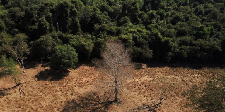 Depois da COP17, Brasil é cobrado a efetivar metas de restauração