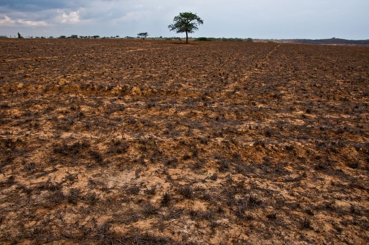 Da Amazônia à Europa, seca avança e movimenta debates na COP17. Seca impacta agricultura, alimentação e segurança hídrica no Brasil. Crédito: ASA / Divulgação
