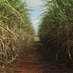 Conselho eleva limite de remuneração do Eco Invest Brasil