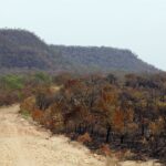 Mapbiomas: menor vegetação nativa expõe mais o país ao El Niño