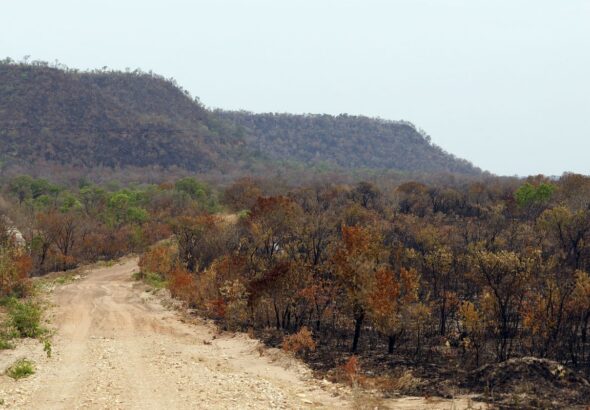 Mapbiomas: menor vegetação nativa expõe mais o país ao El Niño