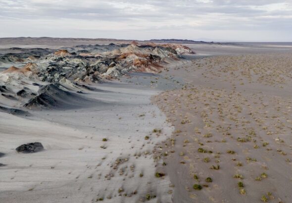 Fungos podem restaurar terras degradadas e combater crise climática