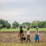 Grande Muralha Verde restaura 1,66 milhão de hectares na África