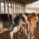 UE suspende carnes do Brasil; entenda impacto e próximos passos