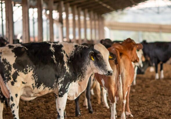 UE suspende carnes do Brasil; entenda impacto e próximos passos