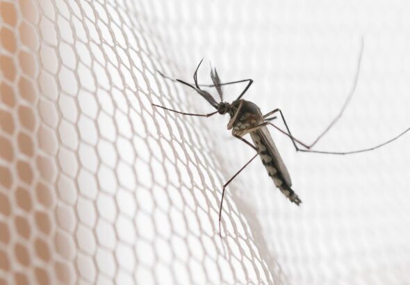 Cidades do noroeste de SP têm maior incidência de casos de dengue