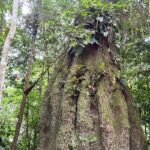 Amazonas ganha quatro reservas de desenvolvimento sustentável