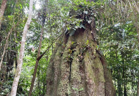 Amazonas ganha quatro reservas de desenvolvimento sustentável