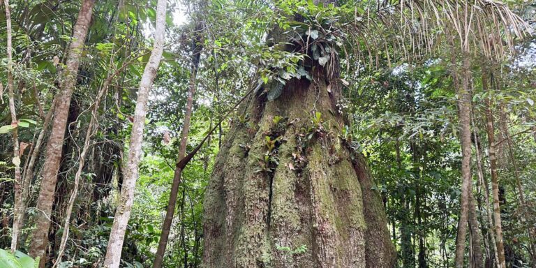 Amazonas ganha quatro reservas de desenvolvimento sustentável