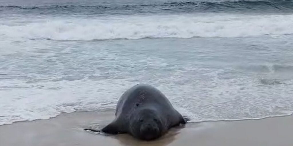 Elefante-marinho atrai atenção de banhistas em praia do Rio