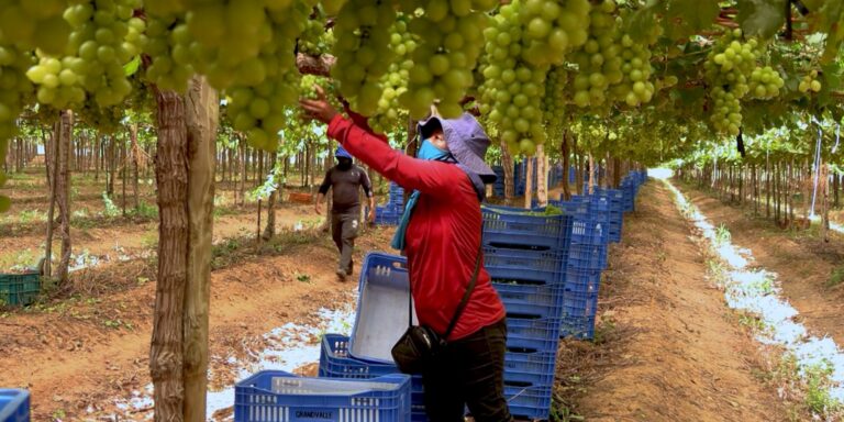 Exploração de trabalhadores rurais sustenta fruticultura bilionária